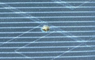 運転席シート・タバコの焦げ穴 | EKスペース | 三木市